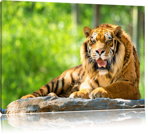 Tiger auf einem Stein Leinwandbild