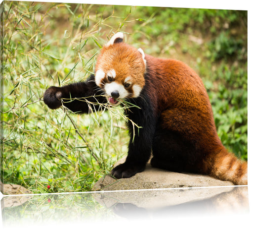 Niedlicher roter Panda Leinwandbild