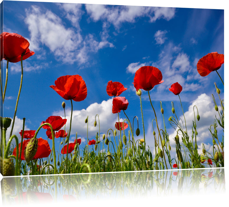 Pixxprint Wiese mit Blumen, Leinwandbild