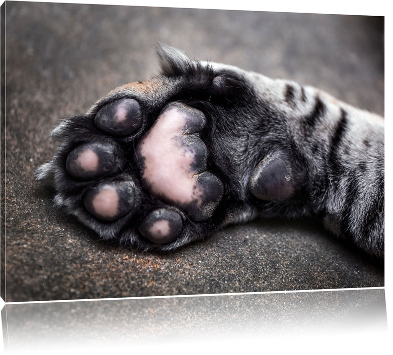 Pixxprint Schöne Katzenpfote, Leinwandbild