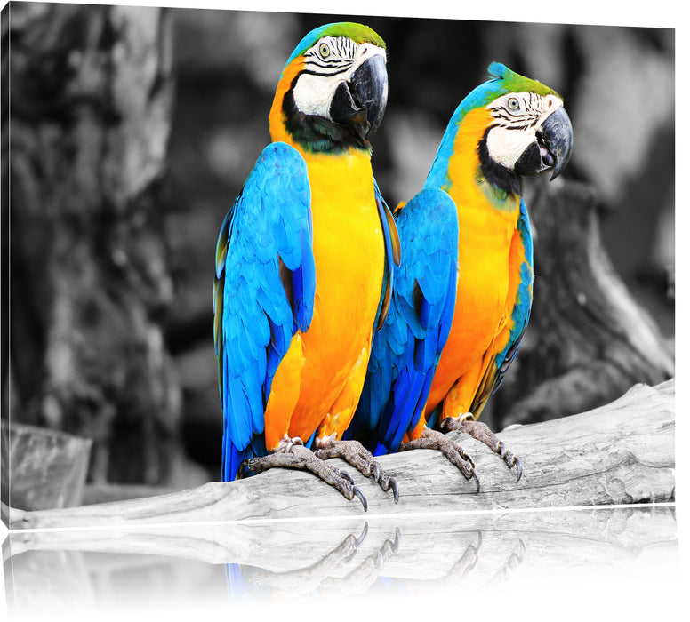 Zwei Papageien Leinwandbild