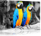 Zwei Papageien Leinwandbild