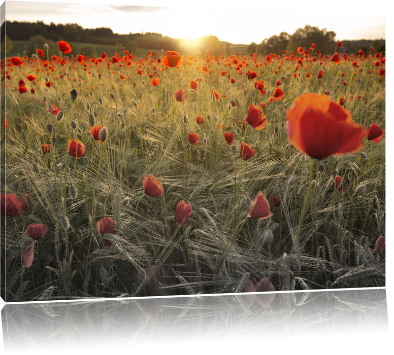 Pixxprint Mohnfeld bei Sonnenuntergang, Leinwandbild
