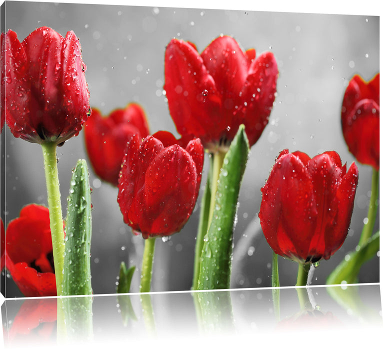 Pixxprint Rote Tulpen mit Tropfen bedeckt, Leinwandbild
