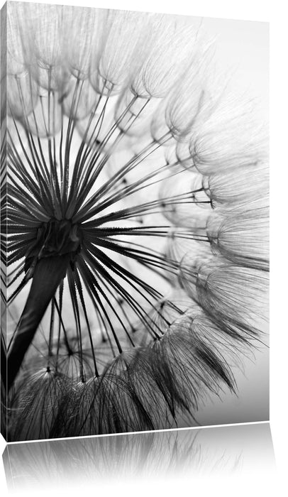 Pixxprint Zarte Pusteblume, Leinwandbild
