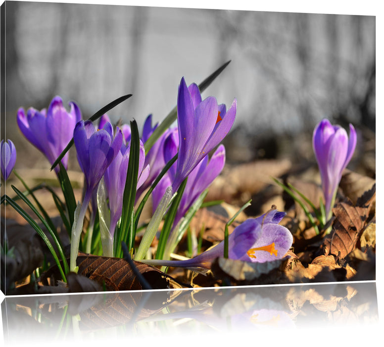 Pixxprint Exotische lila Krokusse, Leinwandbild