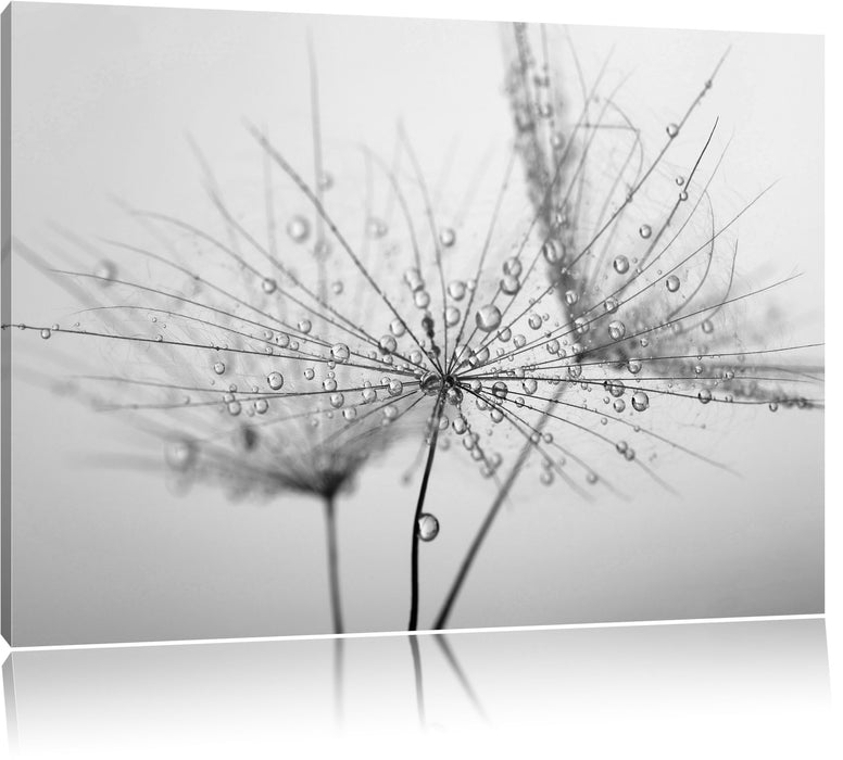 Pixxprint Pusteblume bedeckt mit Tropfen, Leinwandbild