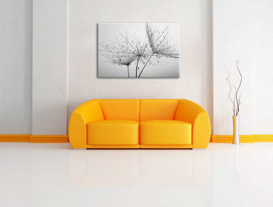 Pusteblume bedeckt mit Tropfen Leinwandbild über Sofa