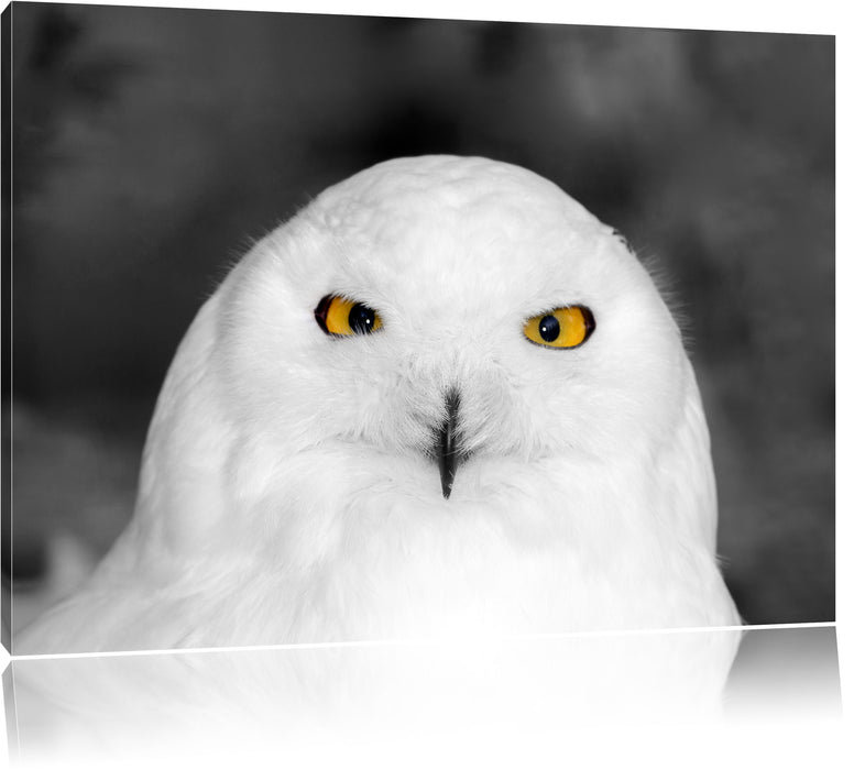 Pixxprint Prächtige schneeweiße Eule, Leinwandbild