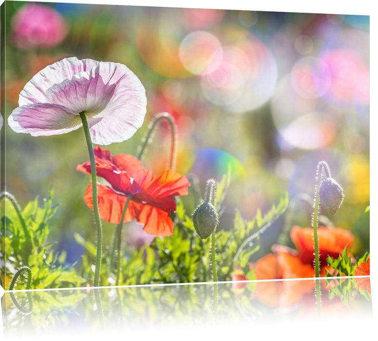 Pixxprint Kalifornischer Mohn Frühling, Leinwandbild