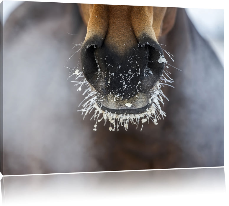 Pixxprint Pferdeschnauze, Leinwandbild