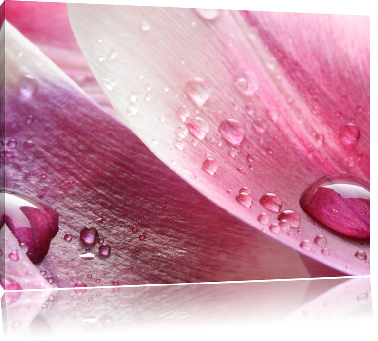 Pixxprint Tulpenbläter, Leinwandbild