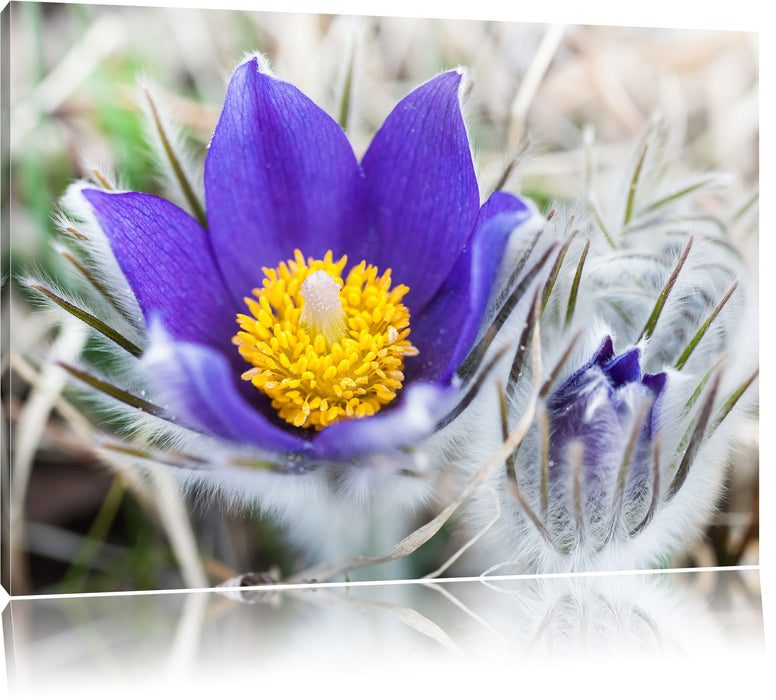Pixxprint Krokusse in der Blütezeit, Leinwandbild
