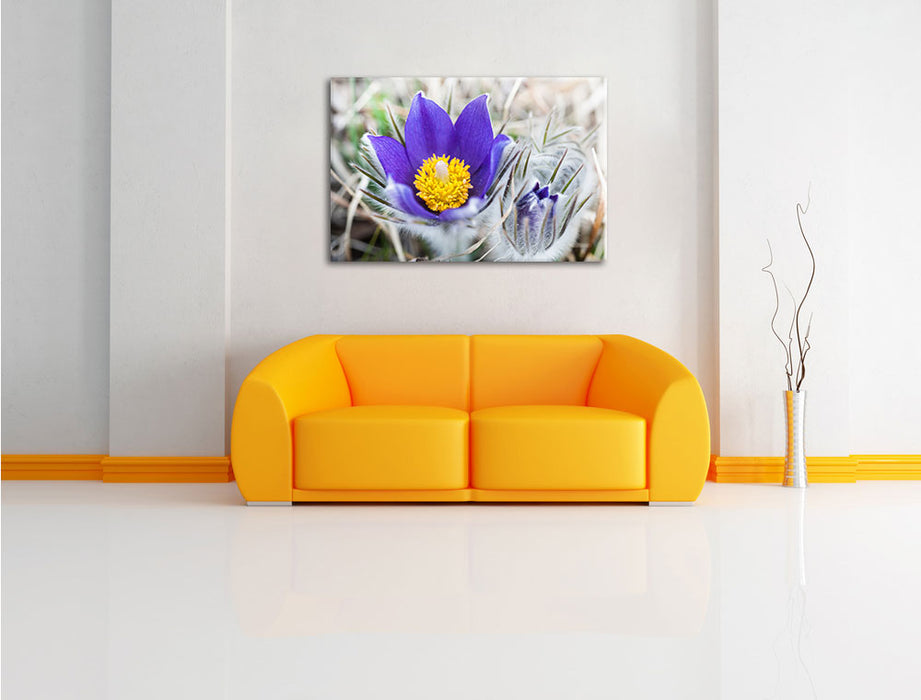 Krokusse in der Blütezeit Leinwandbild über Sofa
