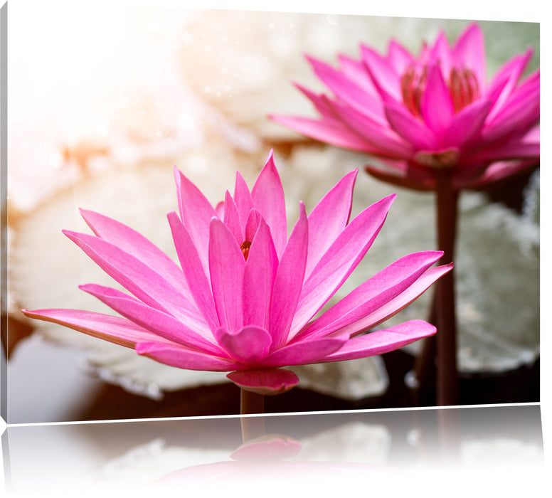 Pixxprint Lilafarbene Wasserlilie, Leinwandbild