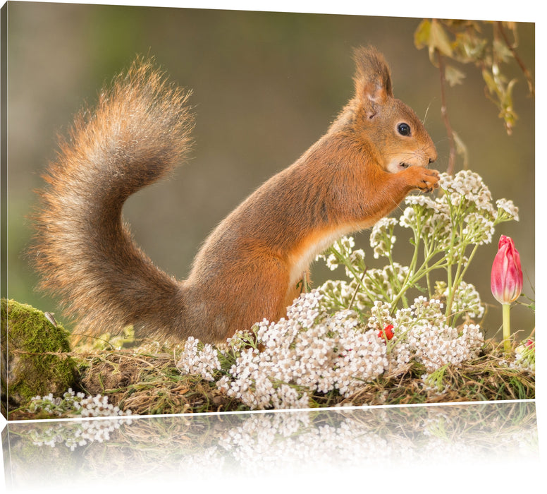 Pixxprint Nagendes Eichhörnchen im Moos, Leinwandbild