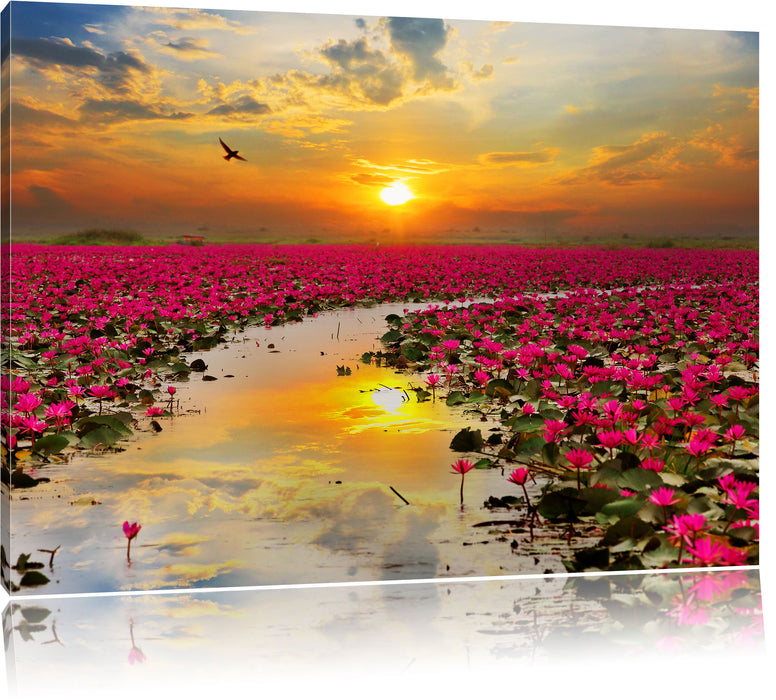 Lotusblüten am See Leinwandbild