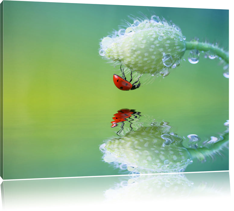 Pixxprint Marienkäfer Mohnblume, Leinwandbild