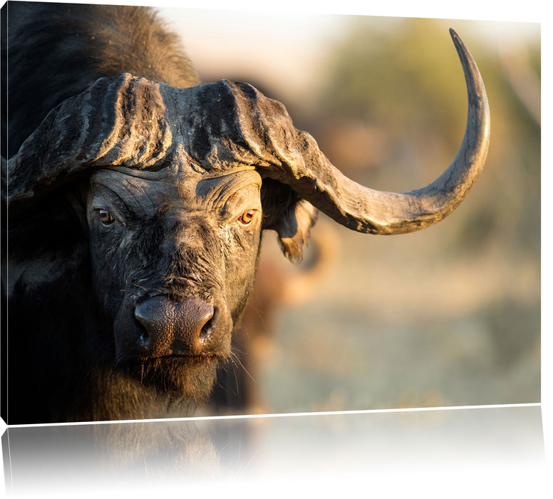 Pixxprint Kaffernbüffel mit Hörnern, Leinwandbild