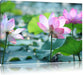 rosa Lotusblüte im Teich Leinwandbild