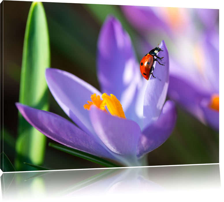 Pixxprint Krokussblüte mit Marienkäfer, Leinwandbild