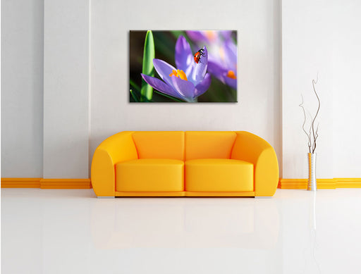 Krokussblüte mit Marienkäfer Leinwandbild über Sofa