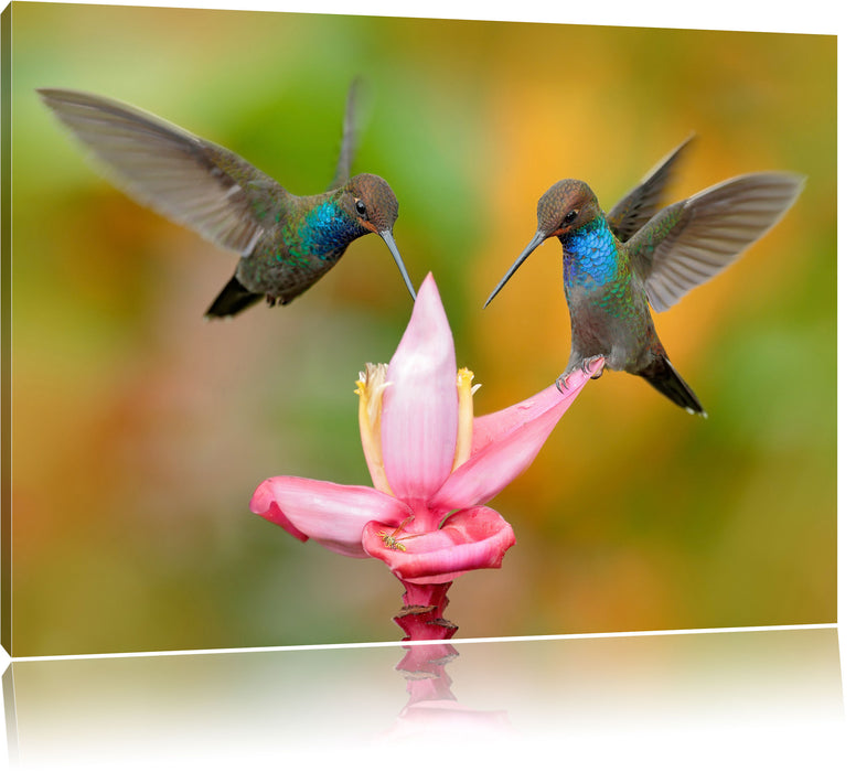 Zwei Kolibris in den Tropen Leinwandbild