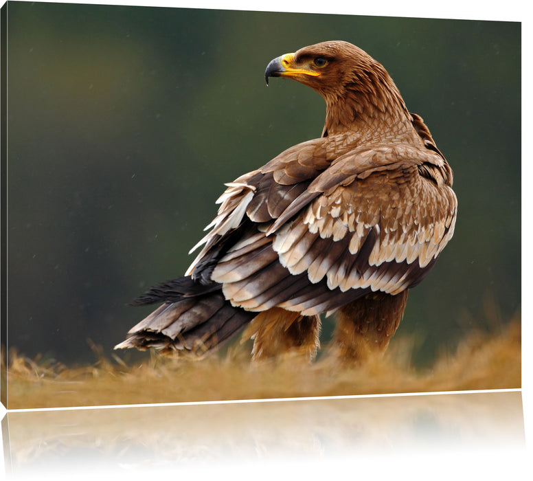 Pixxprint Falke mit Gefieder, Leinwandbild