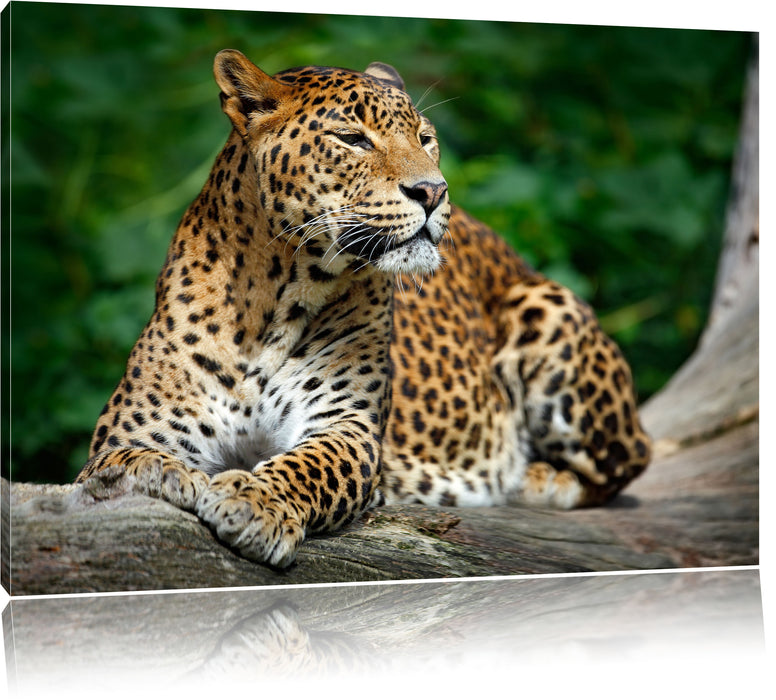 Wunderschöner Leopard in der Natur Leinwandbild