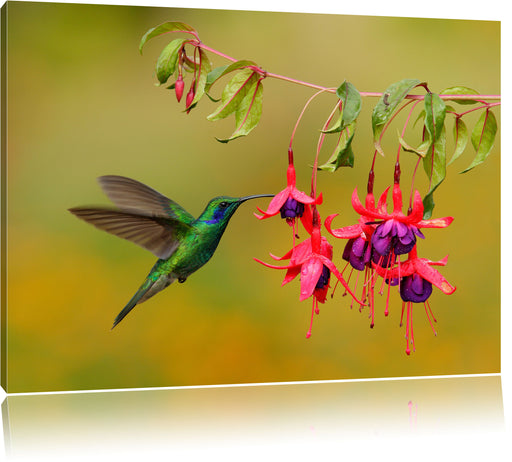 Kolibri trinkt vom Blütennektar Leinwandbild