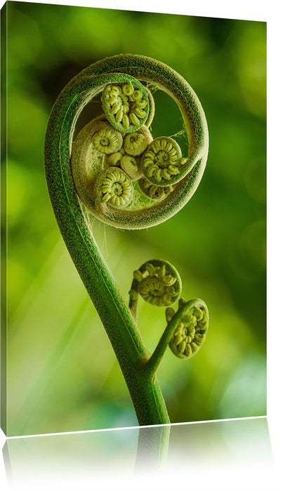 Pixxprint Blatt von einer Farne im Wald, Leinwandbild