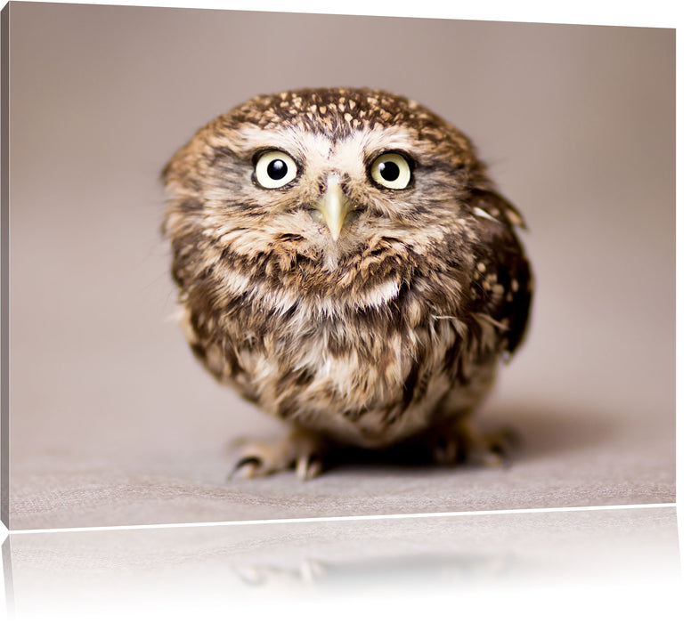 Pixxprint Nachteule mit Blick, Leinwandbild