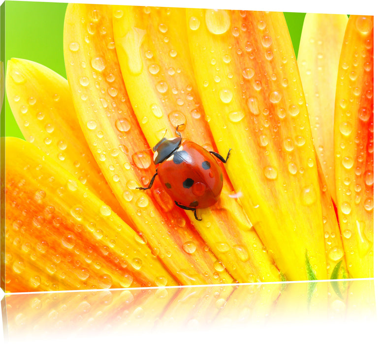 Pixxprint Marienkäfer auf gelber Blume, Leinwandbild