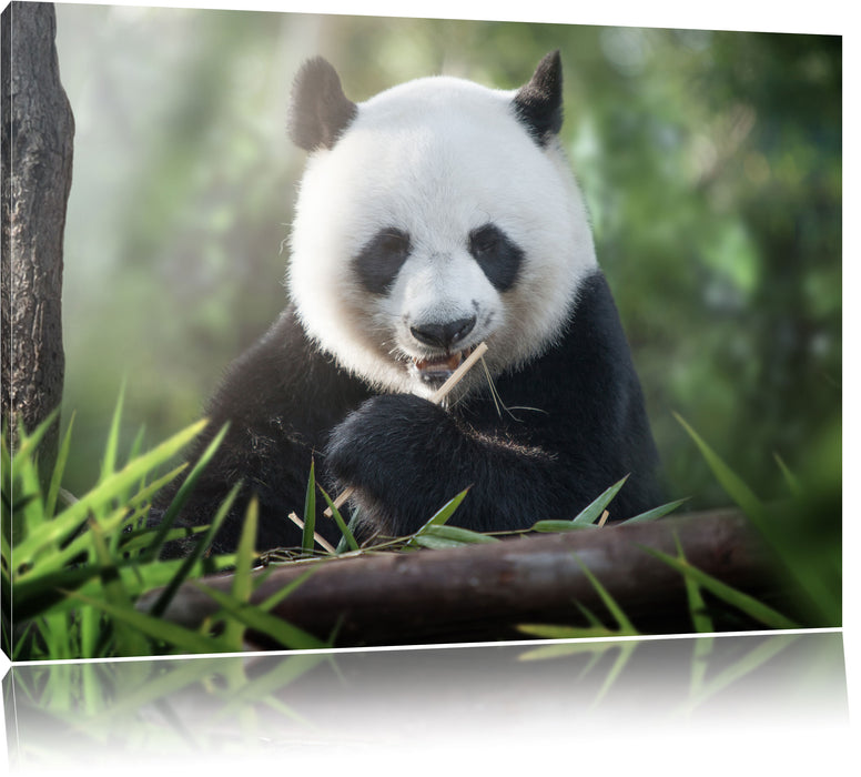 Pixxprint Niedlicher Panda isst Bambus, Leinwandbild