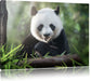 Niedlicher Panda isst Bambus Leinwandbild