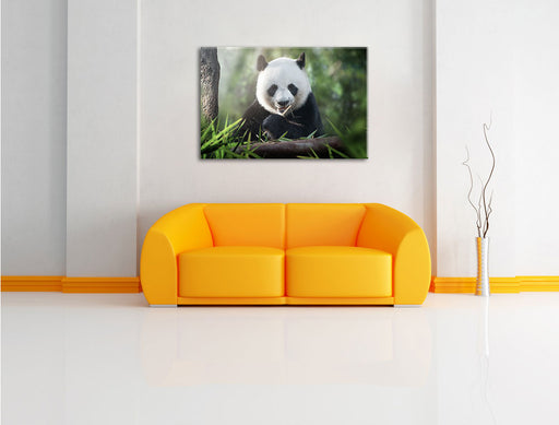 Niedlicher Panda isst Bambus Leinwandbild über Sofa