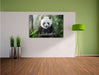 Niedlicher Panda isst Bambus Leinwandbild im Flur