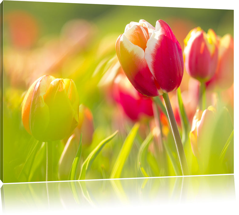Pixxprint Blühende rote Tulpen, Leinwandbild