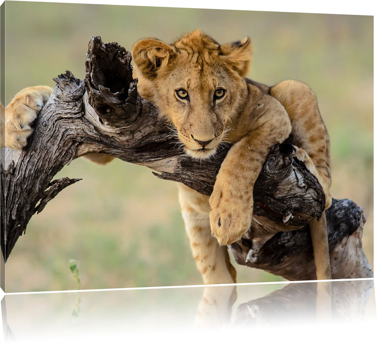 Pixxprint Junger Löwe in der Natur, Leinwandbild