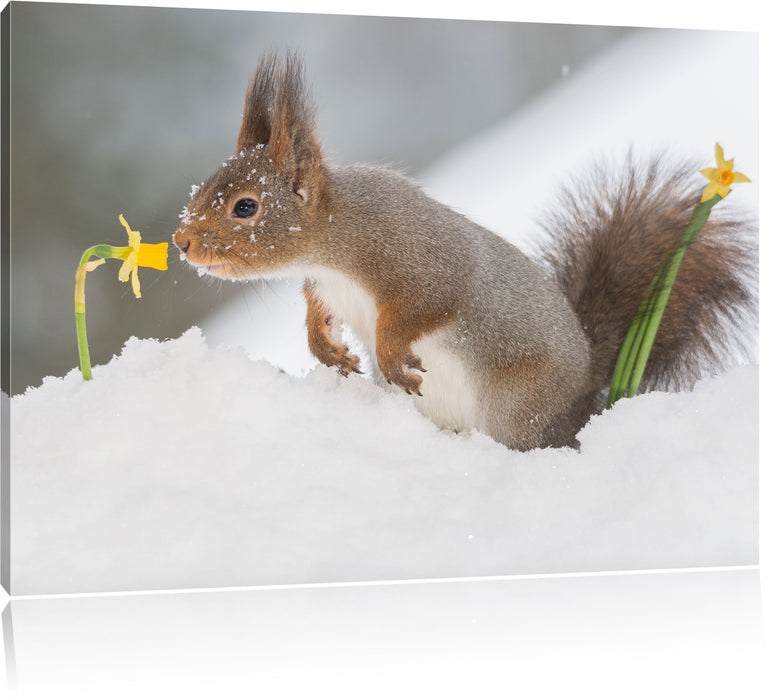 Pixxprint Eichhörnchen im Schnee, Leinwandbild