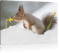Eichhörnchen im Schnee Leinwandbild