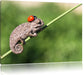 Süßer Gecko mit einem Marienkäfer Leinwandbild