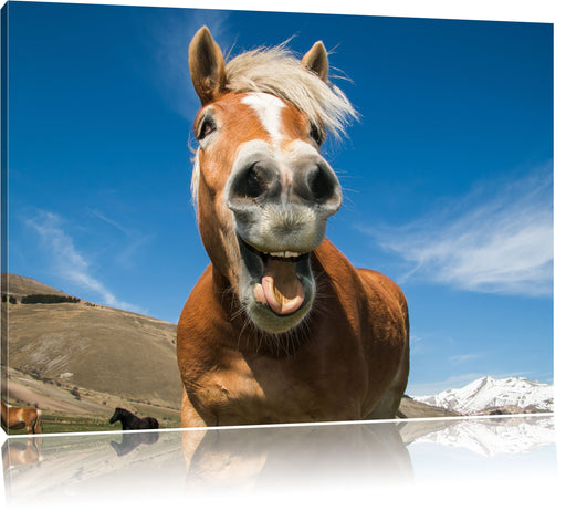 Lustiges Pferd in der Natur Leinwandbild