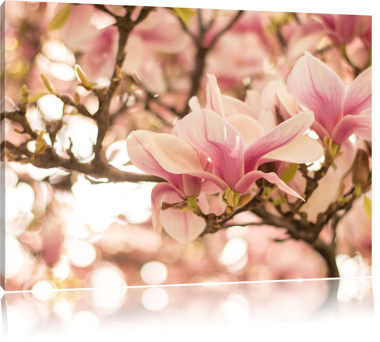 Rosa Magnolienblüten im Frühling Leinwandbild