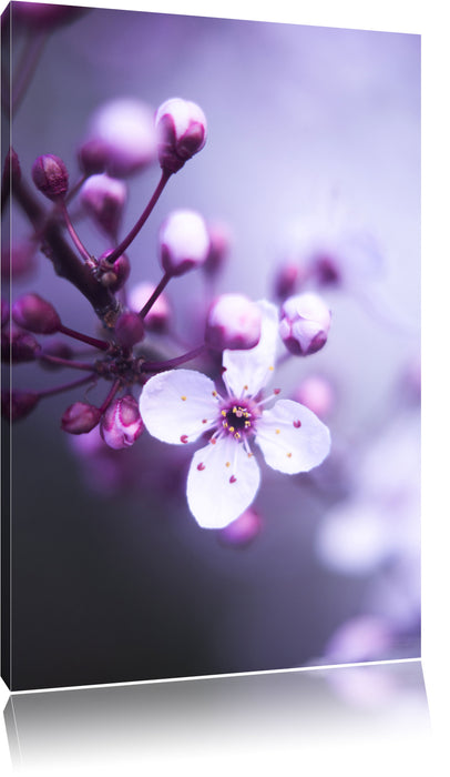 Blüten des Kirschbaumes Leinwandbild