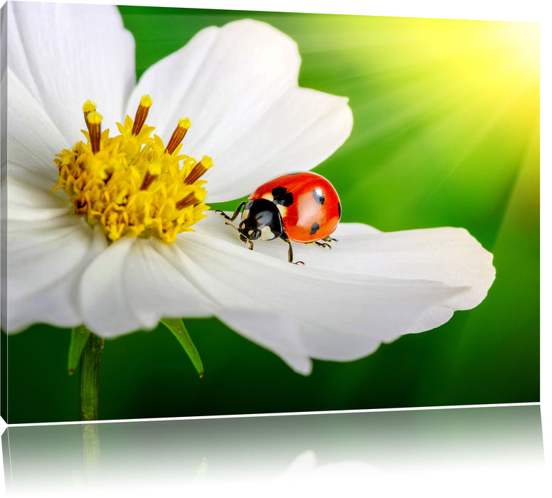 Pixxprint Marienkäfer auf einer weißen Blume, Leinwandbild