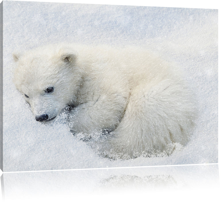 Pixxprint Eisbär im Schnee, Leinwandbild