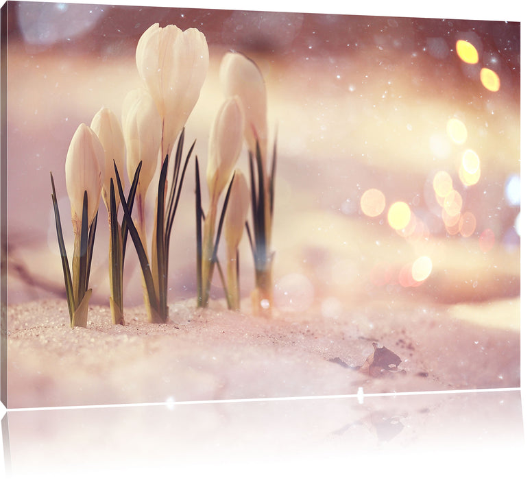 Pixxprint Schneeglöckchen im Frühjahr, Leinwandbild