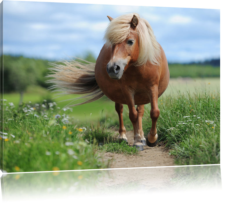 Pixxprint Shetlandpony auf der Wiese, Leinwandbild