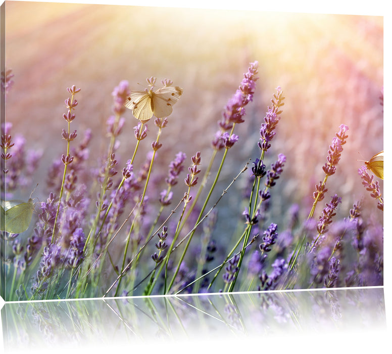 Pixxprint Schmetterlinge auf Lavendelblumen, Leinwandbild